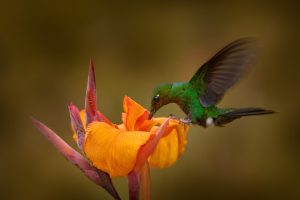 Grünbürzel-Brillantkolibri