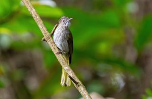 Grüner Bulbul