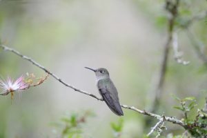 Grünschwanz-Schattenkolibri