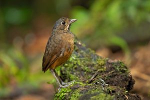 Guatemala-Ameisenpitta