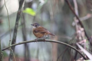 Hainan-Drongo