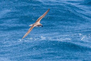 Hawaiisturmvogel