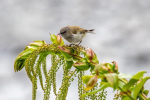 Igata-Schnäpper