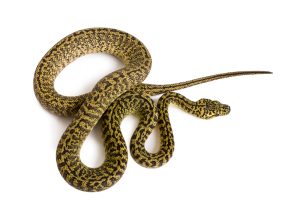 Javanesischer Tigerpython