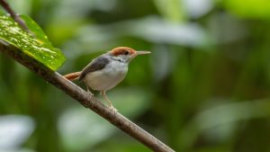 Kastanienkopf-Schneidervogel