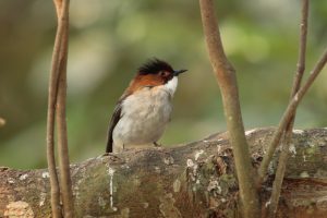 Kastanienrücken-Bartvogel