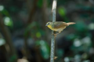 Kehlbart-Bartvogel