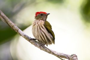 Königsschattenkolibri