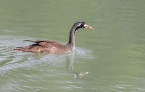 Larven-Sonnenvogel