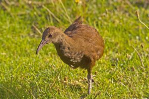 Lord-Howe-Sumpfhuhn