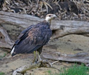 Madagaskar-Seeadler