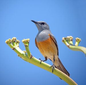 Madagaskar-Steinschmätzer