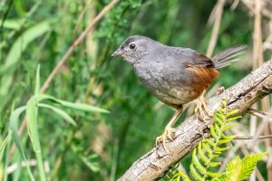 Magellan-Tapaculo