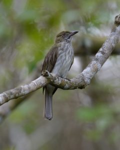 Malaien-Bulbul