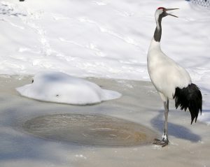 Mandschurenkranich