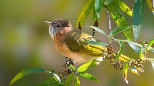 McClellands Bulbul