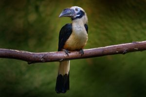 Mindoro-Hornvogel