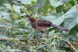 Motmot-Chachalaka