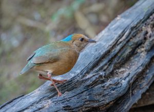 Nepal-Wasserläufer