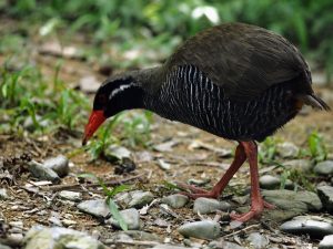 Okinawa-Sumpfhuhn