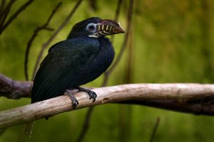 Panay-Hornvogel