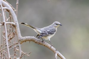 Patagonische Spottdrossel