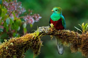 Pavonin-Quetzal