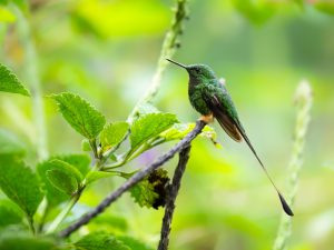 Peruanische Ameisenpitta