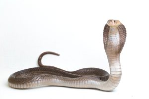 Philippinen-Kobra