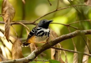 Punktierte Ameisenpitta