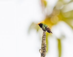 Punktkamm-Schmuckkolibri