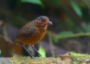 Riesen-Ameisenpitta