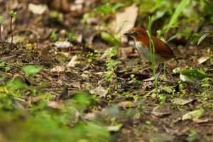 Rostbauch-Ameisenpitta