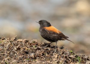 Rote Laminaria