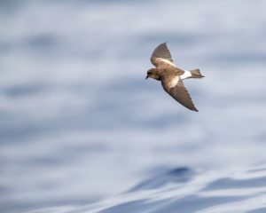 Ruß-Sturmvogel