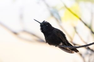 Rußbürzel-Andenkolibri