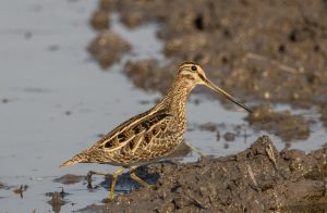 Schmalrüppiger Schnepfenstrandläufer