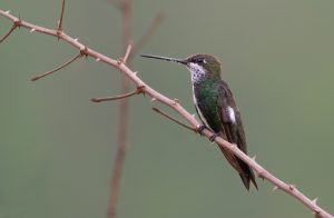 Schuppenkehl-Sternkolibri