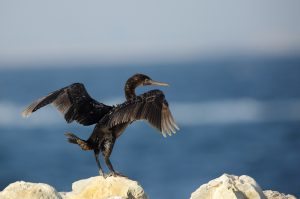 Schwarzkehlkormoran