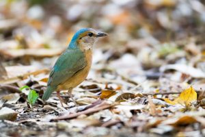 Schwester-Wasserläufer