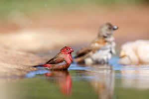 Senegal-Amarant