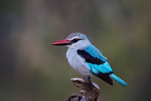 Senegal-Fischer