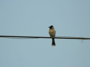 Siquijor-Bulbul