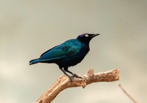 Splendid Starling