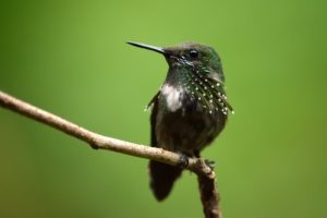 Stahlblauer Schmuckkolibri