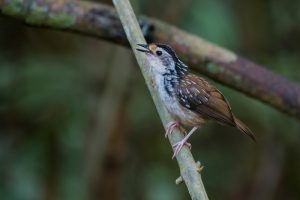 Streifen-Brillenvogel