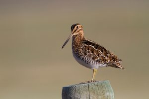 Swinhoes Schnepfenstrandläufer