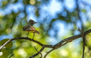 Taczanowskis Bartvogel