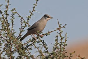 Trauer-Dickichtvogel