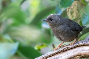 Versteck-Tapaculo